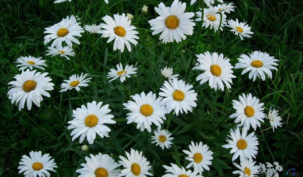 Любовь Полонская