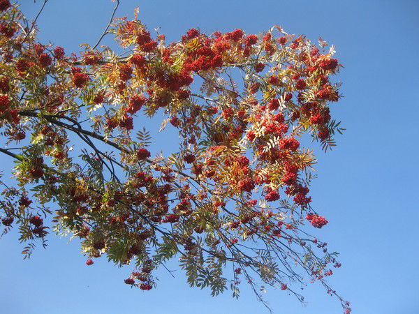 Мария Паршакова (Кучумова)