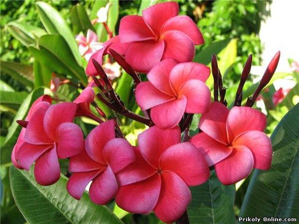 Айжан Байдаулет