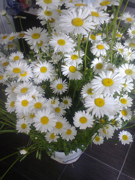 Елена Тишакова