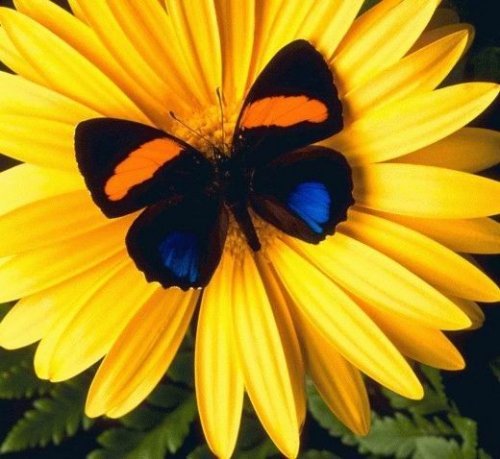 Вера Зольникова