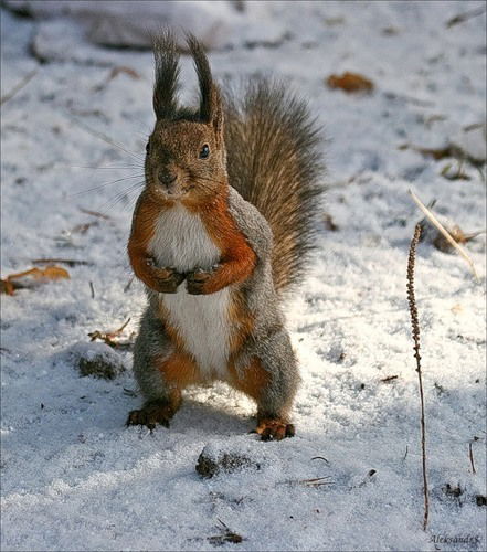 Александр Гоман