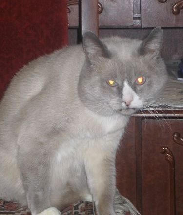 Дмитрий Корпляков