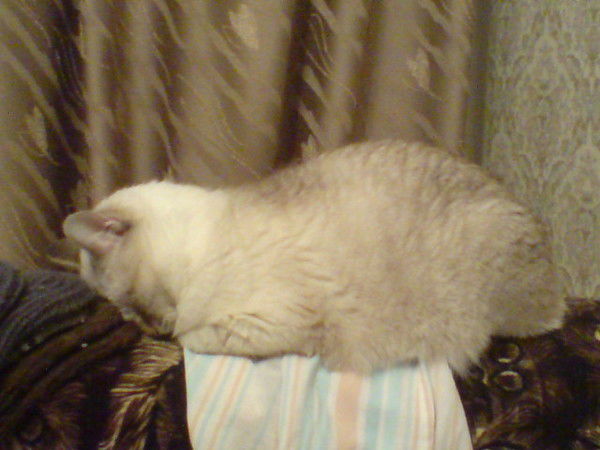 Алексей Константинов