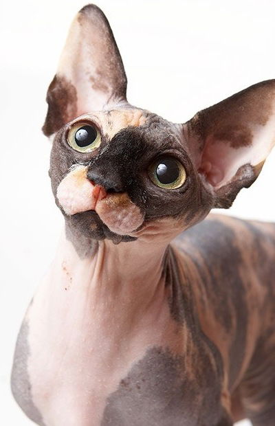 Булат Ибрагимов