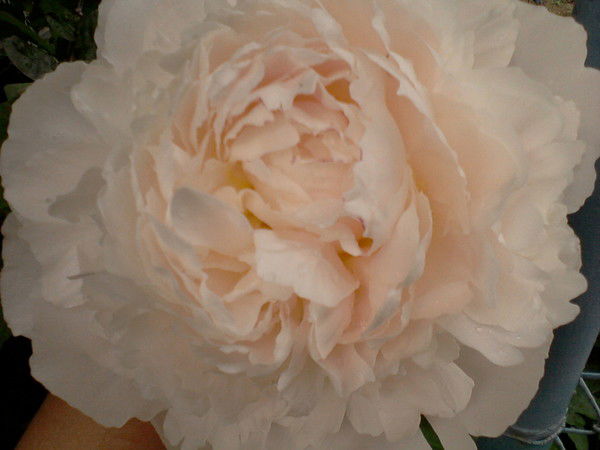 Гульназ Мхаматханова