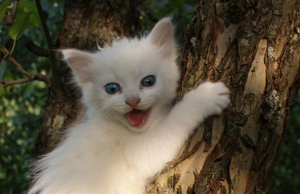 Ольга Горохова