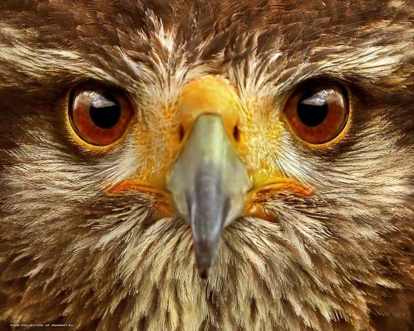 Андрей Обмачевский