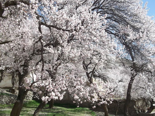 Акбар Мухаммадиев