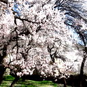 Акбар Мухаммадиев