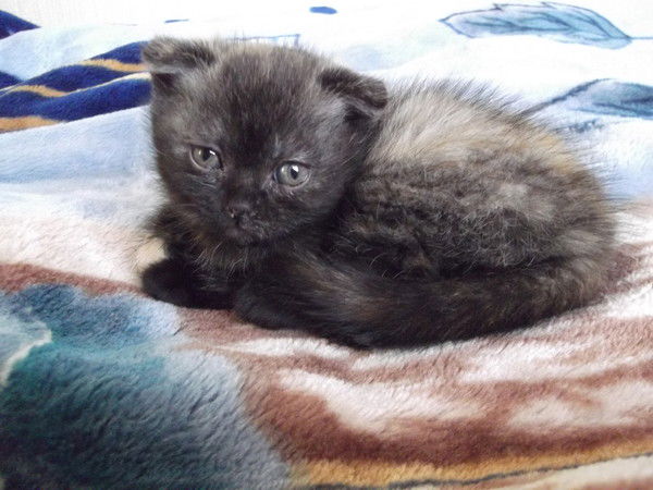 Анастасия Козлова