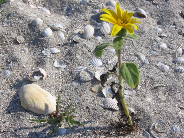 Оксана Стадник