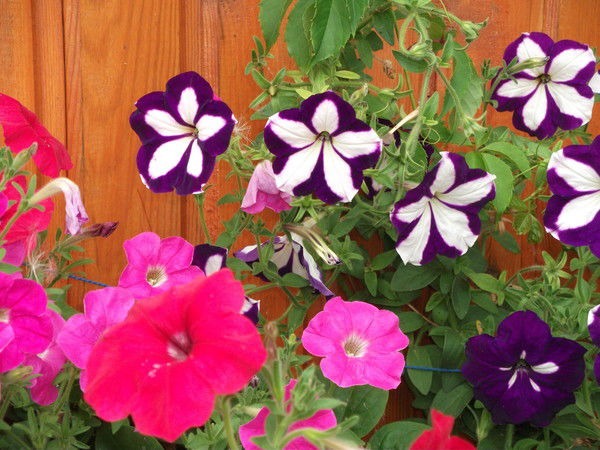 Альбина Волкова