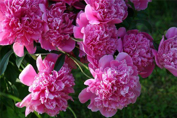 Лариса Харитонова