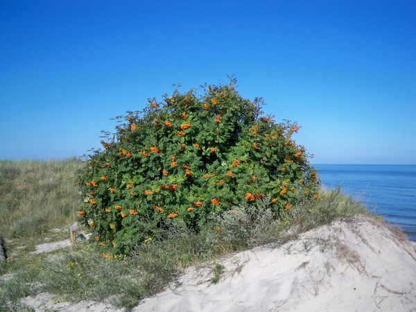 Татьяна Величко