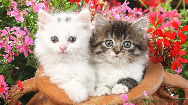 Ангелина Мурашова