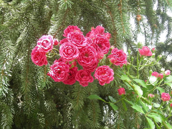 Светлана Чижевская