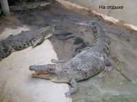 Владимир Панченко