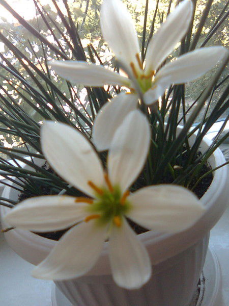 Виктория Тамаза