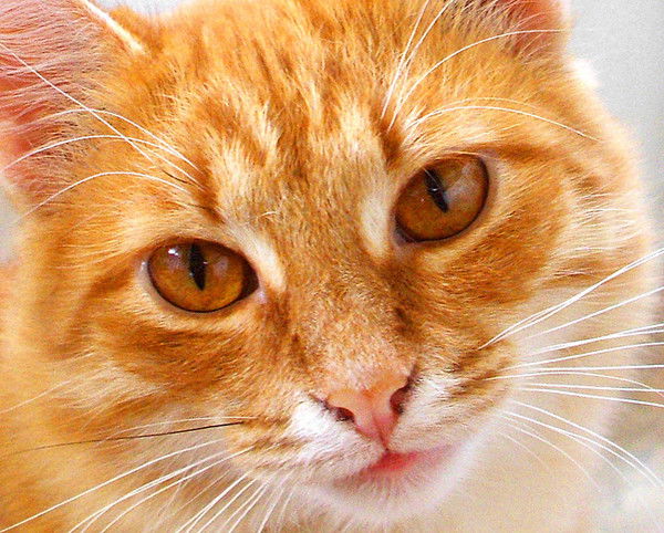 Асылбек Жарлагасов