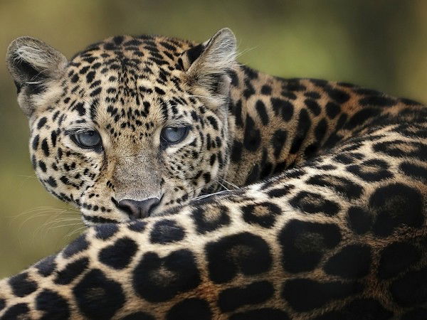 Жанара Жарова-Исмаилова