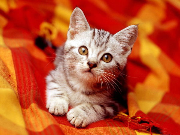 Елена Филиппова