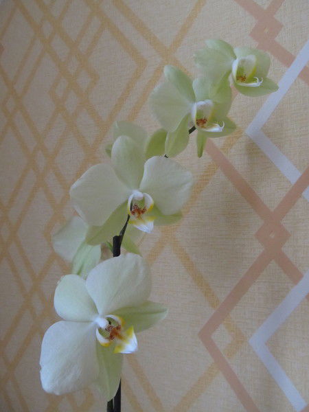 Марина Калинина