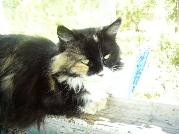 Лариса Мифтахова