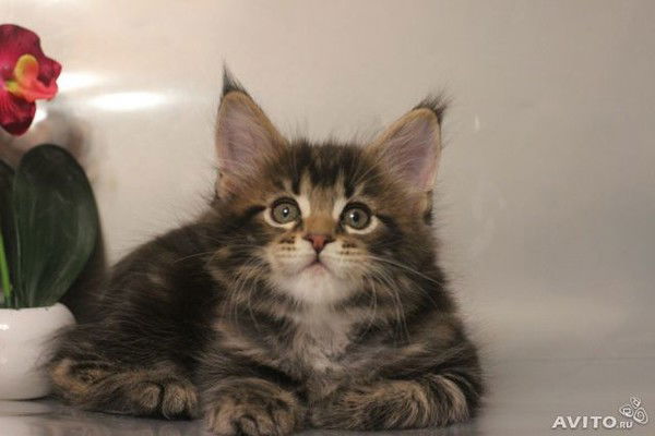 Семён Семёныч