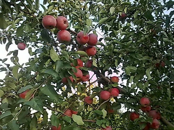 Надежда Красовская