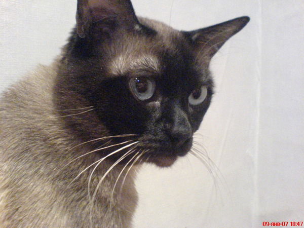 Дмитрий Белоголовский