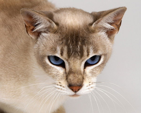 Elizaveta Viktorovna