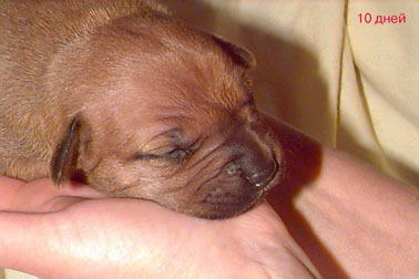 Стодеревская Людмила