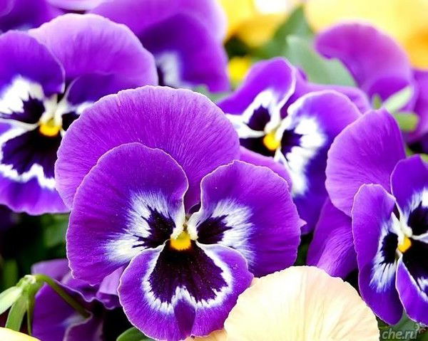 Анна Милько