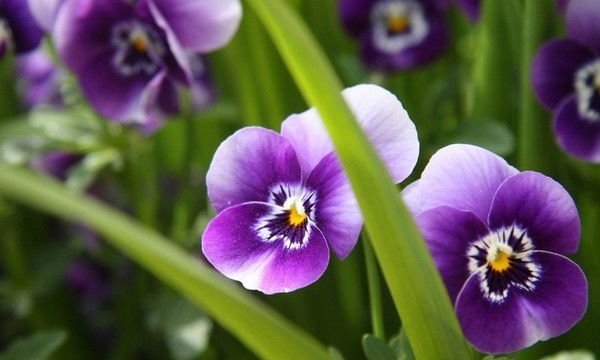 Алла Цапкова