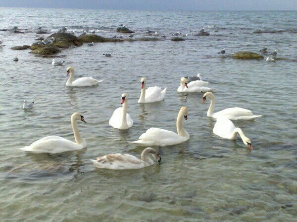 Акболган Кылауова