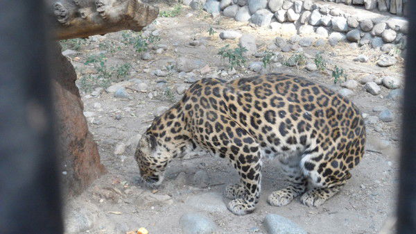 Ип Гепард Сервис Хайрулин