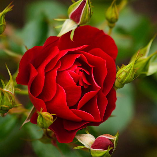 Вера Разваляева