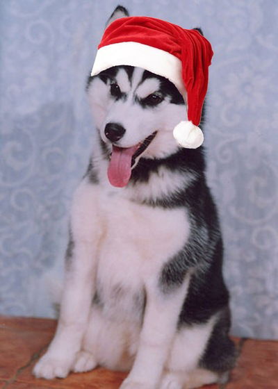 Данил Зобнин