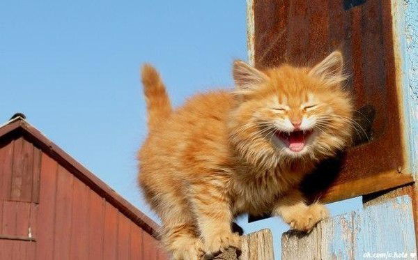 Елена Образцова