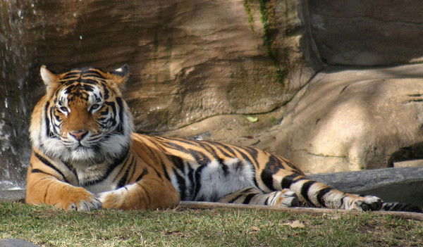 Рустам Идрисов