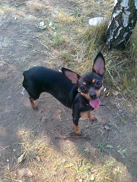 Оленька Шевченко.