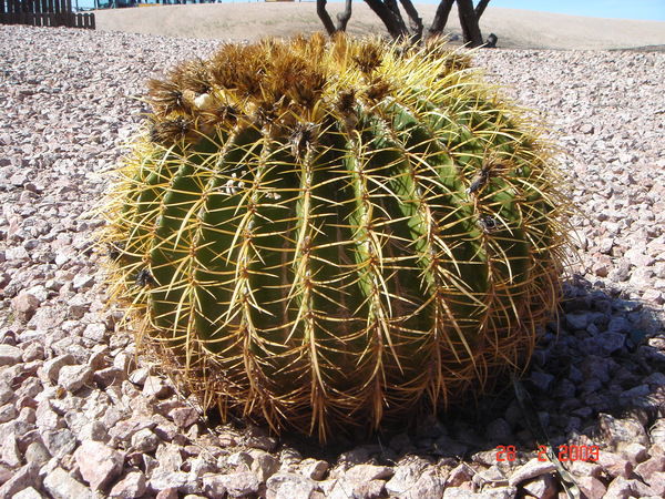 Константин .