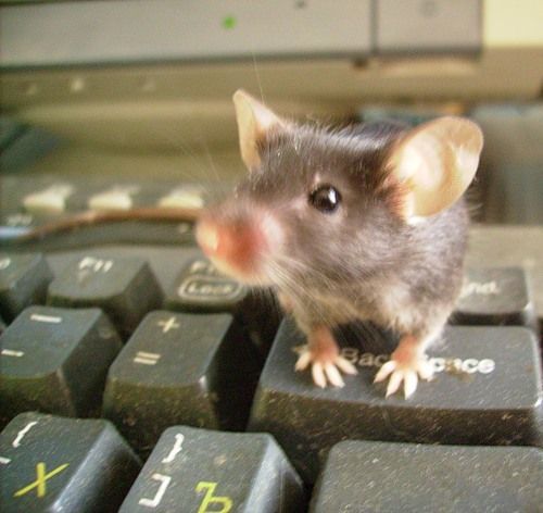 Виталий Варваренко