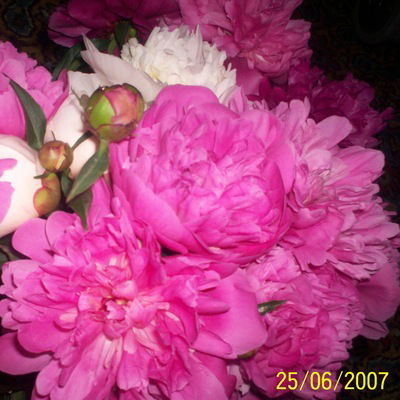 Татьяна Сорокина