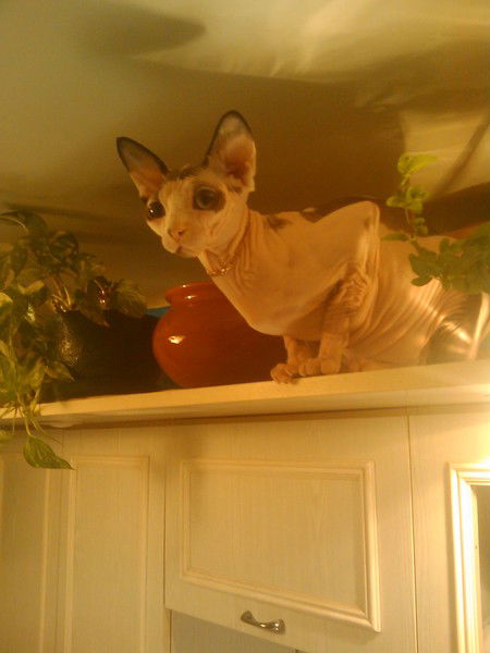 Татьяна Левшина