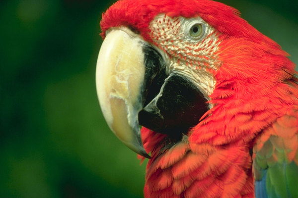 Виктория Яновская