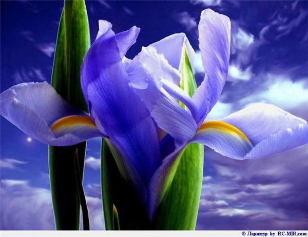 Ольга Веселова