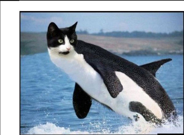 Николай Шумилов