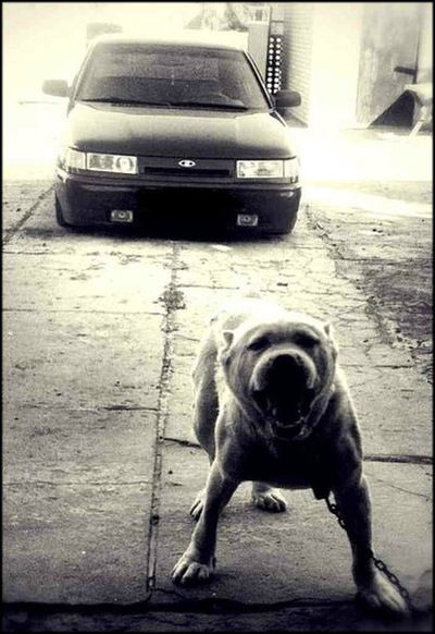 Максим Гордеев